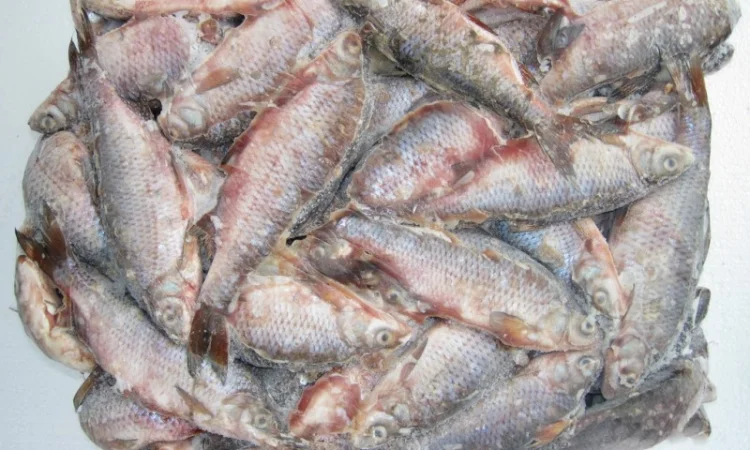 Рыбная компания реализует свежемороженую рыбу оптом - фото № 1