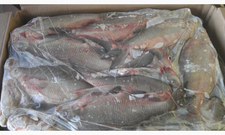 Рыбная компания реализует свежемороженую рыбу оптом - фото № 2