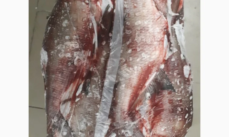 Рыбный цех реализует окунь с/м Густера, судак, лещ - фото № 1