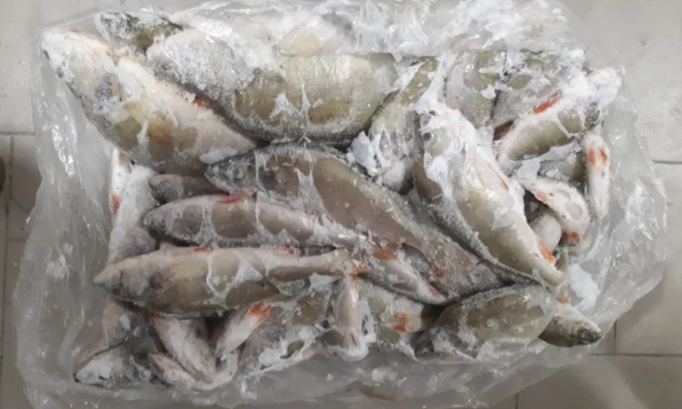 Рыбный цех реализует окунь с/м Густера, судак, лещ - фото № 2