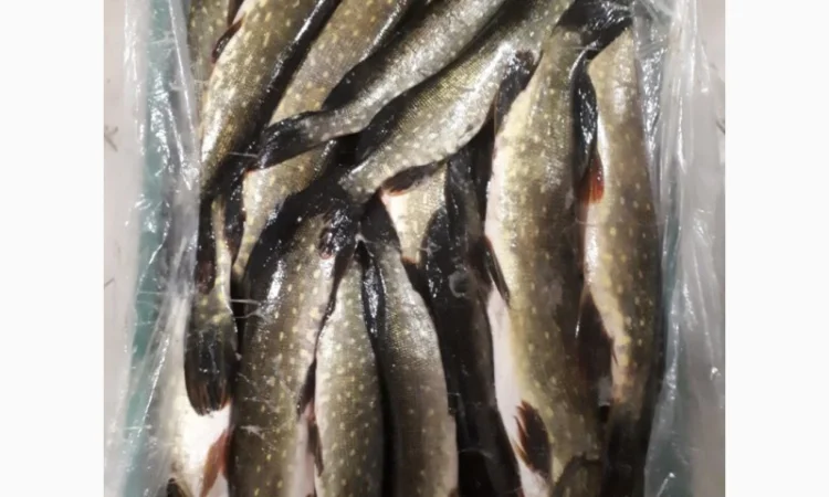 Рыбный цех реализует окунь с/м Густера, судак, лещ - фото № 3