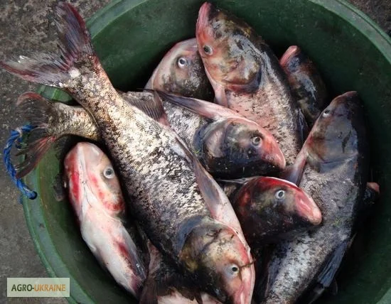 Продам толстолоб 8-10 кг - фото № 1