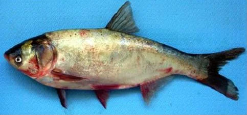 Куплю толстолобик разных размеров - фото № 1