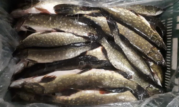 Продажа свежемороженной и охлажденной щуки - фото № 1