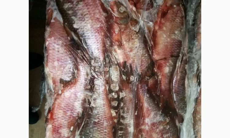 Продам красноперку - фото № 1