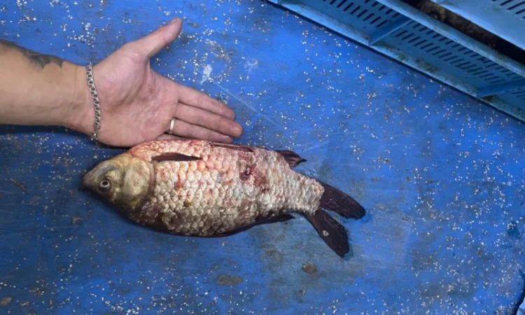 Рыба карась - фото № 1