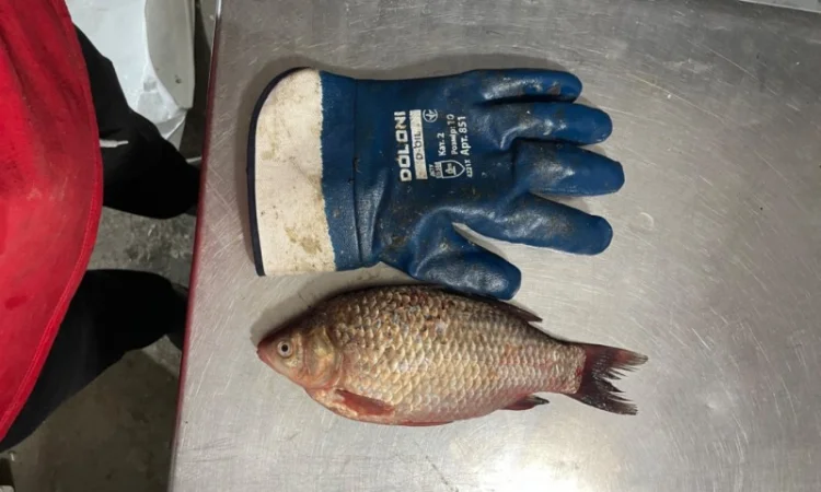 Рыба карась - фото № 2