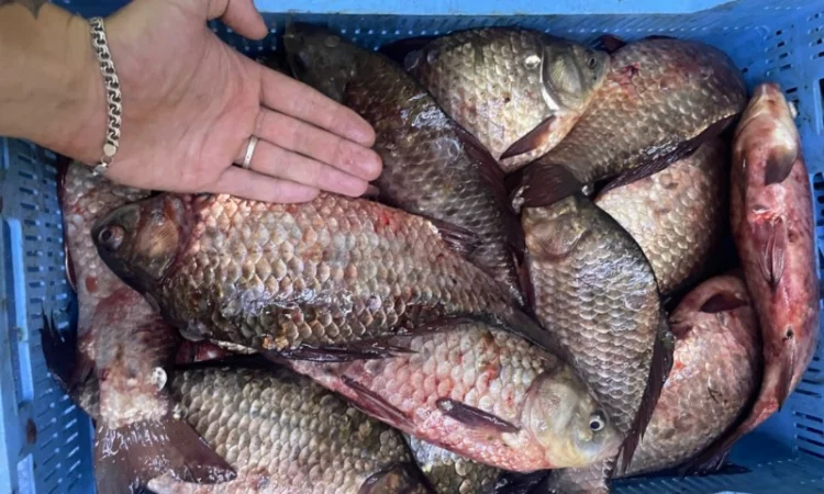 Рыба карась - фото № 3