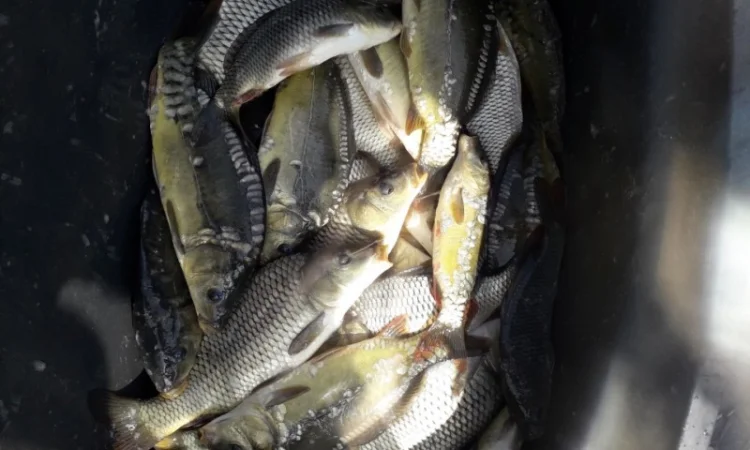 Продам Мальок-зарибок однорічки карпика 100 - фото № 1