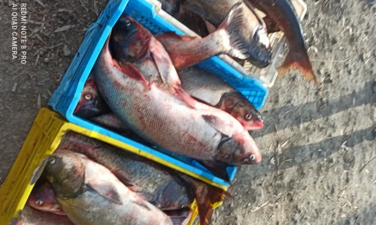 Куплю живу, та свіжу рибу: карась, короп, товстолоб, судака, щуку, сом і т.д - фото № 1