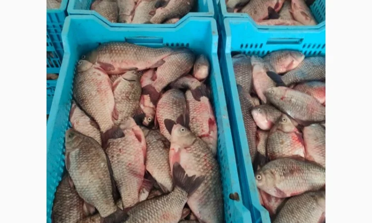 Куплю живу, та свіжу рибу: карась, короп, товстолоб, судака, щуку, сом і т.д - фото № 2