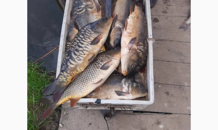 Куплю живую свежую рыбу в Харьковской обл - фото № 1