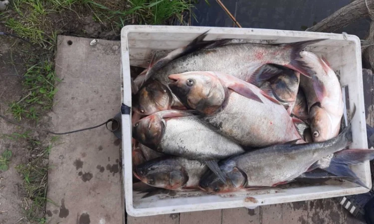 Куплю живую свежую рыбу в Харьковской обл - фото № 2