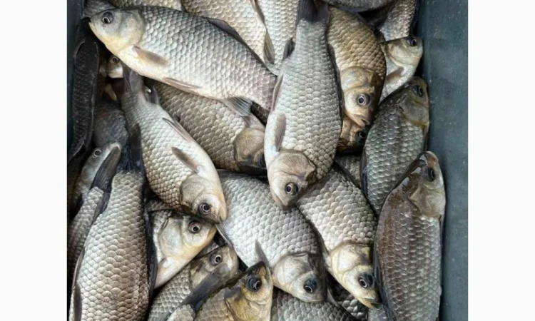 Куплю живую свежую рыбу в Харьковской обл - фото № 3