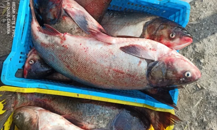 Куплю живую свежую рыбу в Харьковской обл - фото № 4