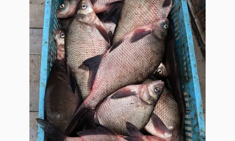 Куплю живую свежую рыбу в Харьковской обл - фото № 5