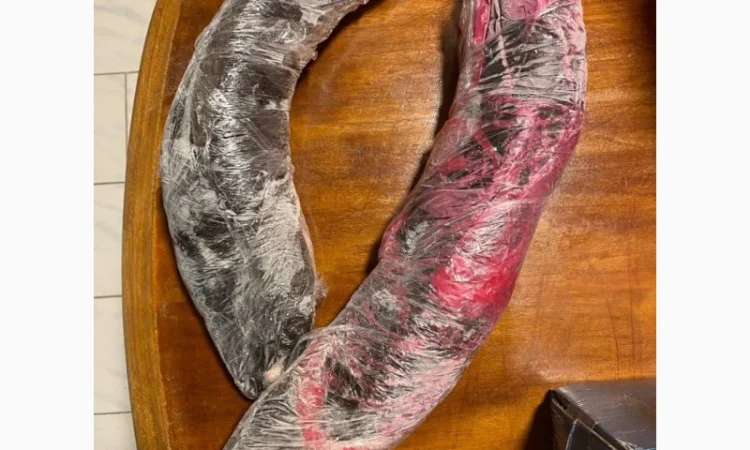 Африканський, Кларієвий сом - фото № 2