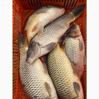 Продам Рыбу короп - фото № 1