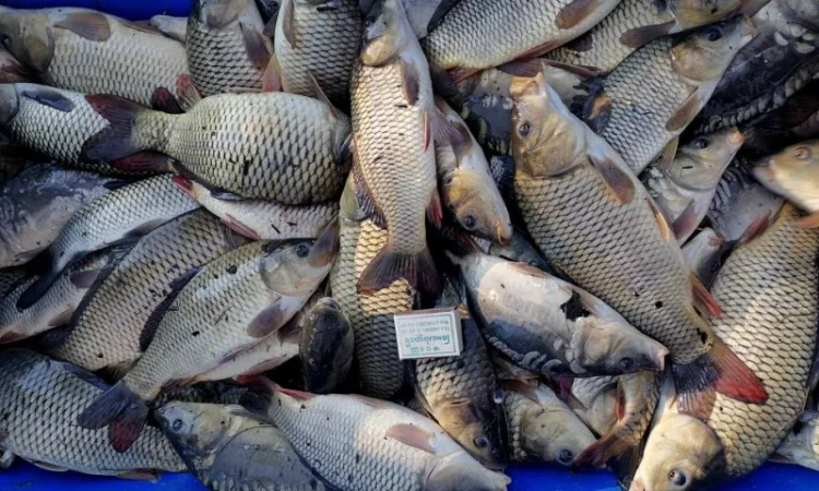 Продам зарибок коропа двохрічки, середня вага 400 грам - фото № 1