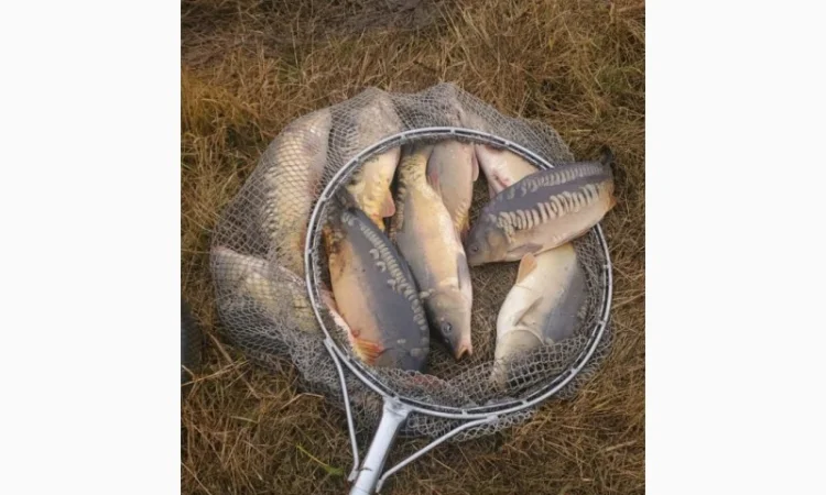 Продам живу рибу Короп Товстолоб - фото № 1