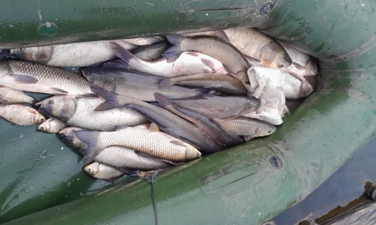 Продам рибу толстолоб є великі об'єми - фото № 2