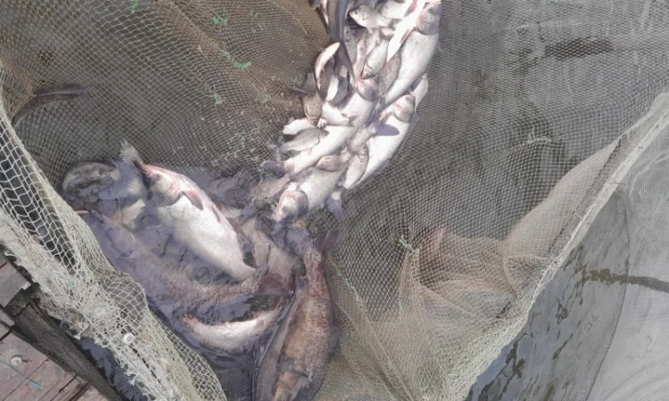 Продам рибу толстолоб є великі об'єми - фото № 3