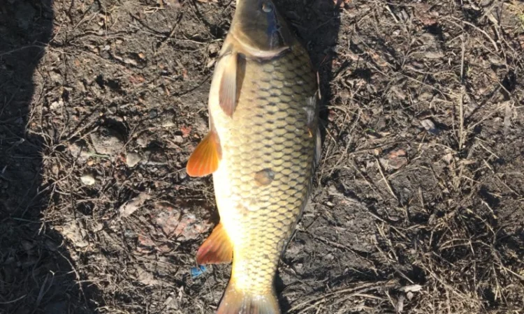 Куплю вашу рыбу со ставка - фото № 1