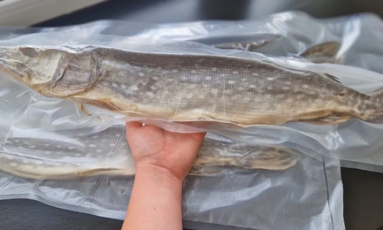 Таранка з щуки, вялена, свіжа, завакумована - фото № 1