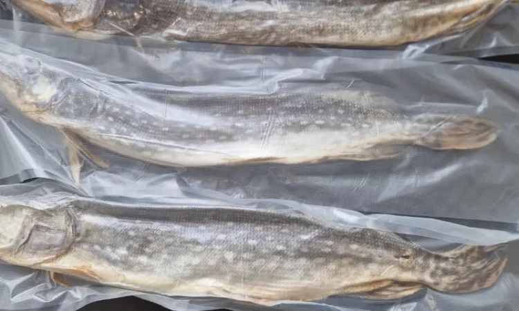 Таранка з щуки, вялена, свіжа, завакумована - фото № 2