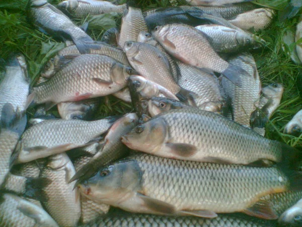 Риба жива, копчена, зарибок малька, раки (гурт та роздріб) - фото № 1