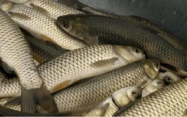 Риба жива, копчена, зарибок малька, раки (гурт та роздріб) - фото № 2