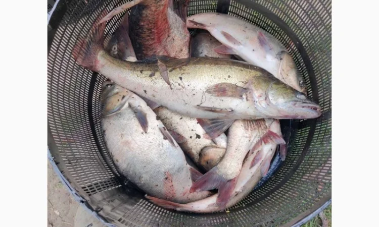 Продам живу рибу малька однорічку двох річку - фото № 1