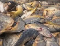 Рыбу малька:. линь, щука, форель, короп лускатий та голий - фото № 2