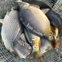 Рыбу малька:. линь, щука, форель, короп лускатий та голий - фото № 3