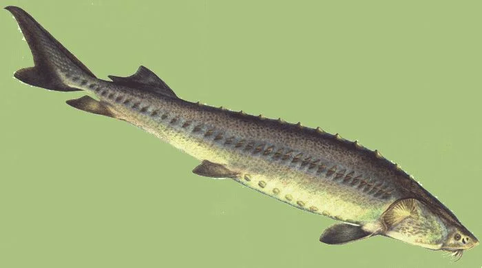 Крупный зарыбок Осетра для продажи - фото № 1