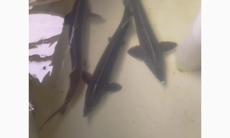 Малек Ленского – стойкий и красивый вид - фото № 1