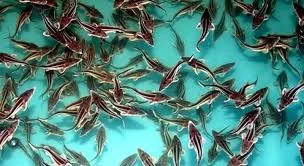 Все виды осетра! Малёк! Киев - фото № 1