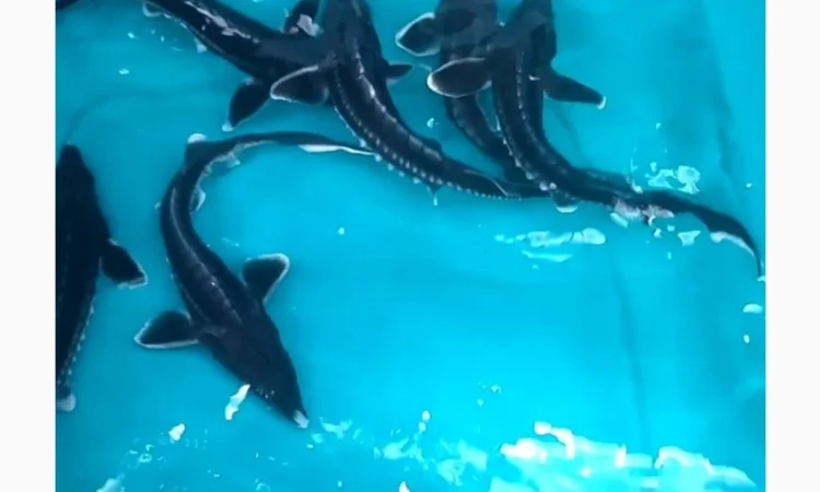 Малёк осетра по 50 грн за штуку - фото № 1