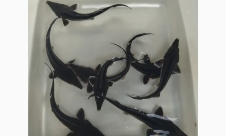 Малёк осетра по 50 грн за штуку - фото № 3