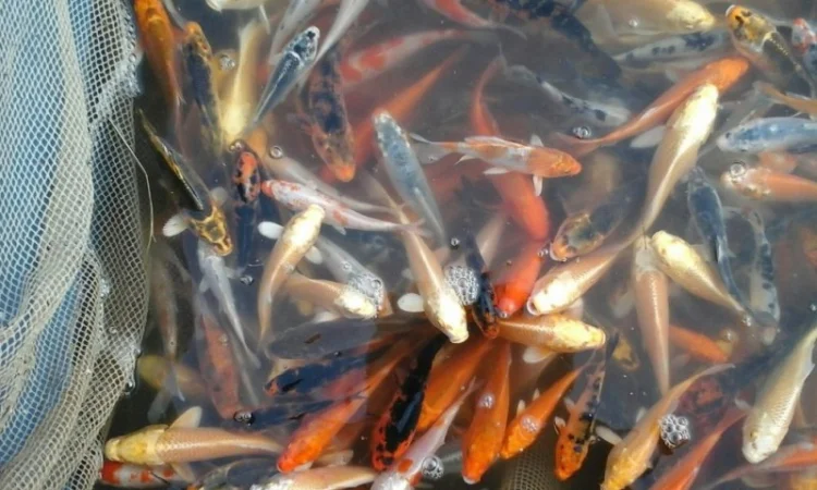 Карпы кои Украина, японский карп кои, пруд, рыбки, водные растения, нимфеи, корм для карпов кои - фото № 6