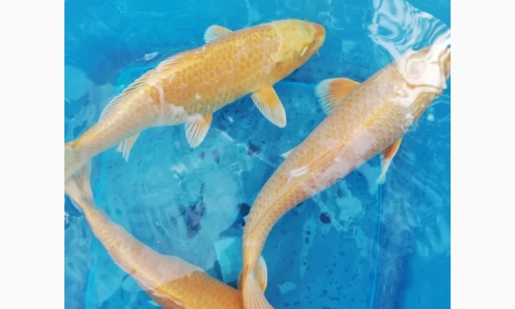 Карпы кои Украина, японский карп кои, пруд, рыбки, водные растения, нимфеи, корм для карпов кои - фото № 10