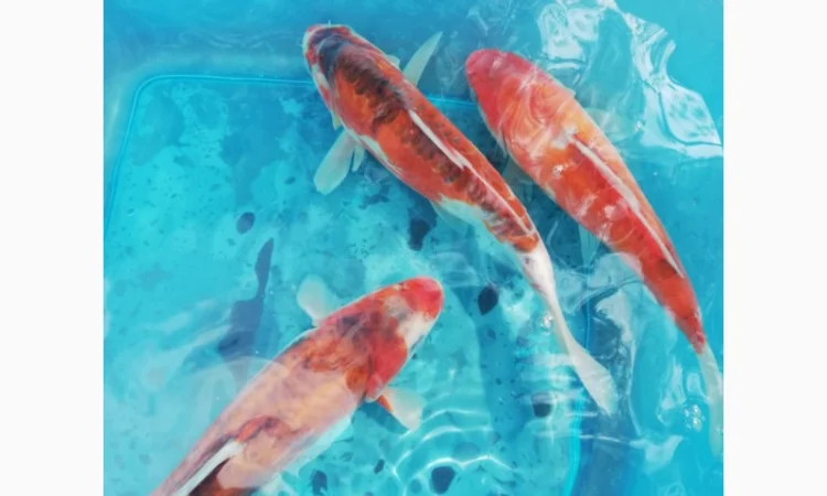 Карпы кои Украина, японский карп кои, пруд, рыбки, водные растения, нимфеи, корм для карпов кои - фото № 11