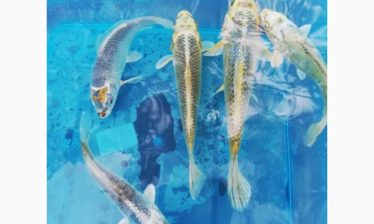 Карпы кои Украина, японский карп кои, пруд, рыбки, водные растения, нимфеи, корм для карпов кои - фото № 12