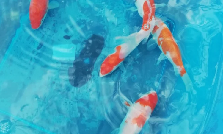 Карпы кои Украина, японский карп кои, пруд, рыбки, водные растения, нимфеи, корм для карпов кои - фото № 13