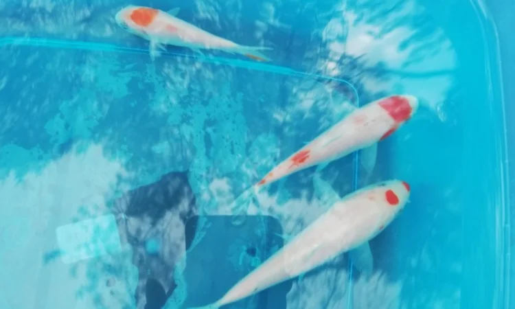 Карпы кои Украина, японский карп кои, пруд, рыбки, водные растения, нимфеи, корм для карпов кои - фото № 14