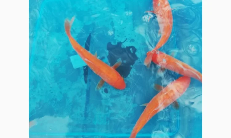 Карпы кои Украина, японский карп кои, пруд, рыбки, водные растения, нимфеи, корм для карпов кои - фото № 15