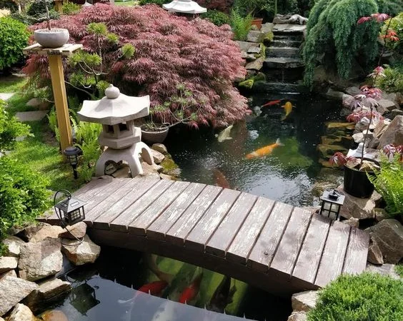 Карпы кои Украина, японский карп кои, пруд, рыбки, водные растения, нимфеи, корм для карпов кои - фото № 2