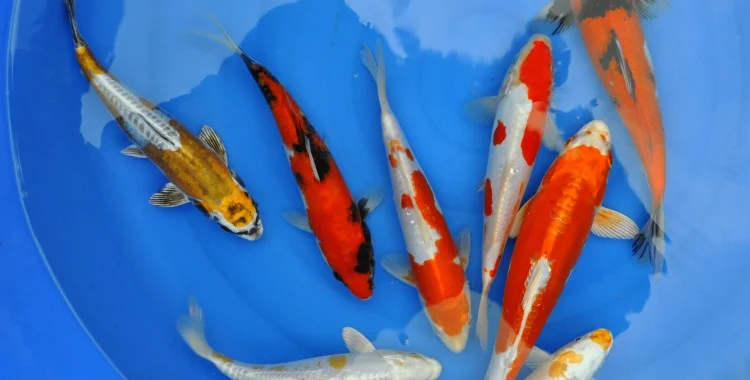 Цветные карпы кои, малек карп кои, карпы кои оптом, купить карпы кои - фото № 3