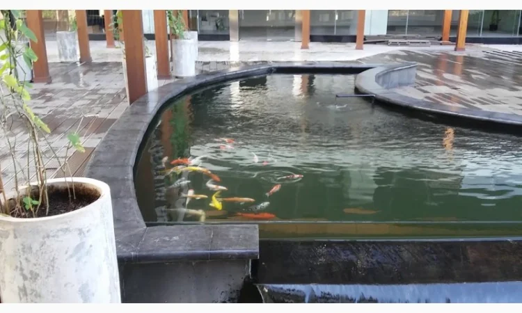 Цветные карпы кои, малек карп кои, карпы кои оптом, купить карпы кои - фото № 9