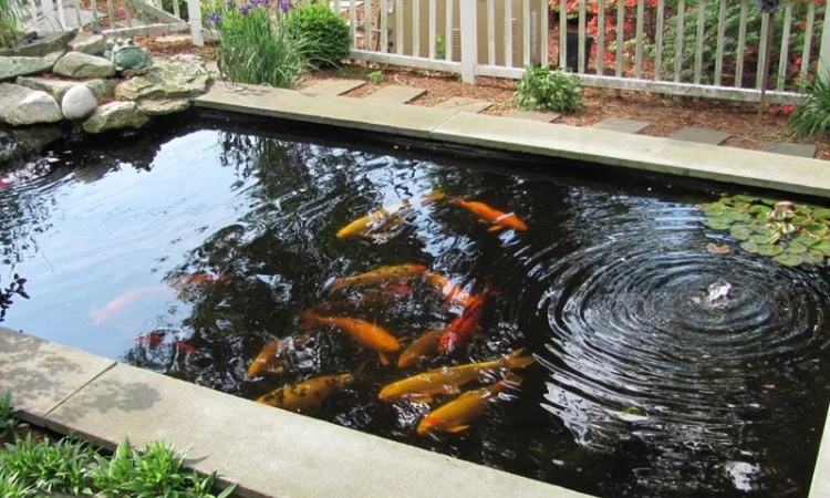 Цветные карпы кои, малек карп кои, карпы кои оптом, купить карпы кои - фото № 10